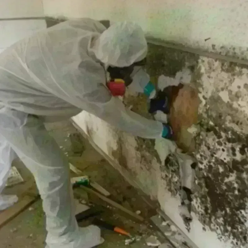 Mold Remediation and Removal in Union County, TN